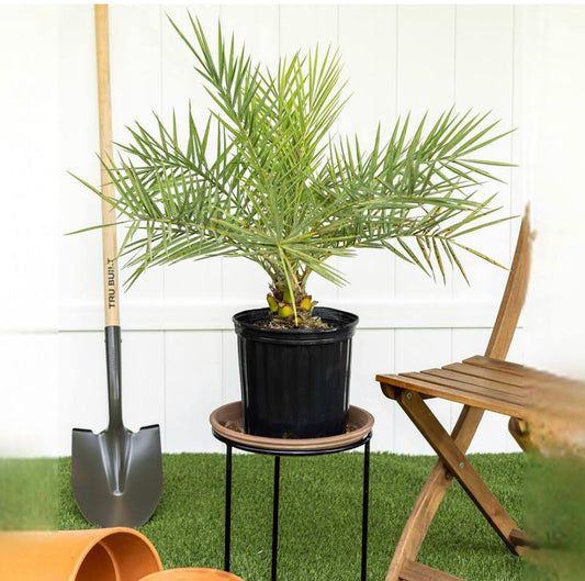 Sylvester Palm Tree